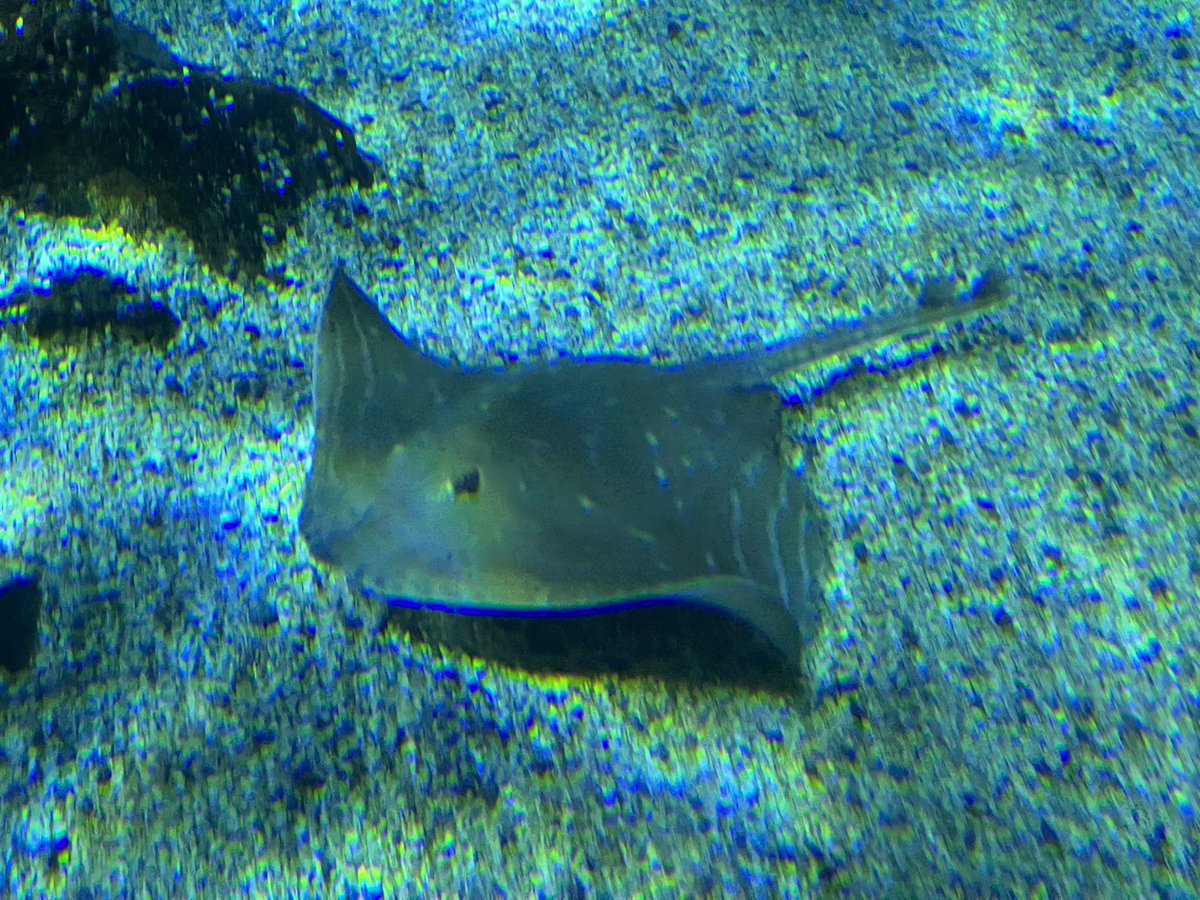 At the National Marine Aquarium today and saw this fella who used to be in the Police … it’s ………..Sting Ray …. Bwahahaa
#dadjoke #nationalmarineaquarium