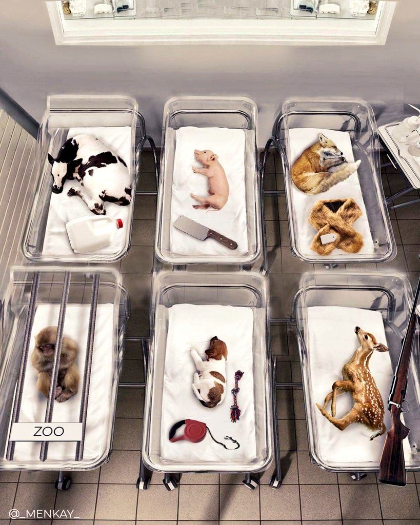 angie_karan's tweet photo. Imagine that on the day you were born, somebody else already planned your entire future and the day of your execut!on… Just because you were born to the “wrong” species. That’s what it feels like being an animal. 🐾
⠀
We can do better than that. ⠀
Respect life. Go #vegan 🌱 https://t.co/TCFWvdlXQP