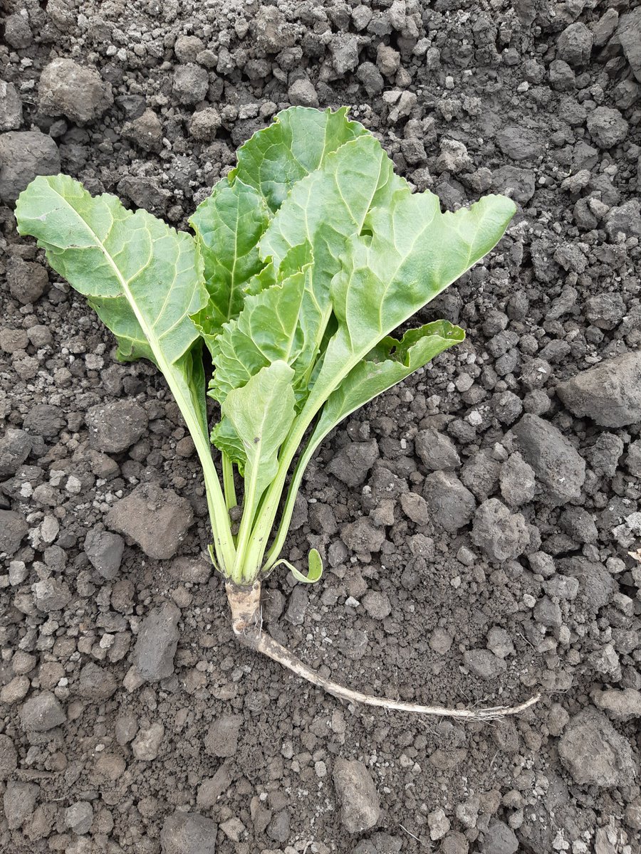 IRS suikerbieten tweet media