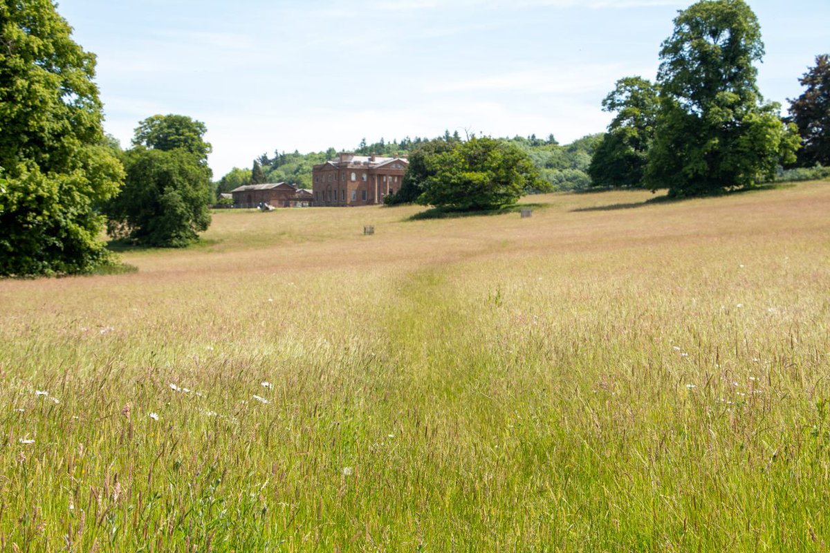 The wildflowers around Berrington Hall look spectacular at this time of year. 

#visitherefordshire #history #wildflowers #meadow #savethebees