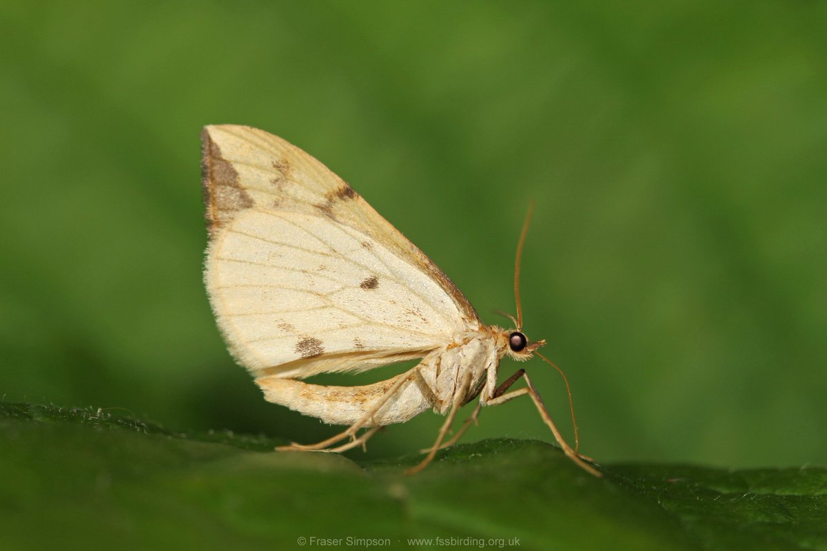 fssbirding's tweet image. Just some of the moth mega-fauna from @FSCBlencathra in the Lake District, VC 70 Cumberland, on #biol0007 last week #FieldCourseFortnight (1/2)