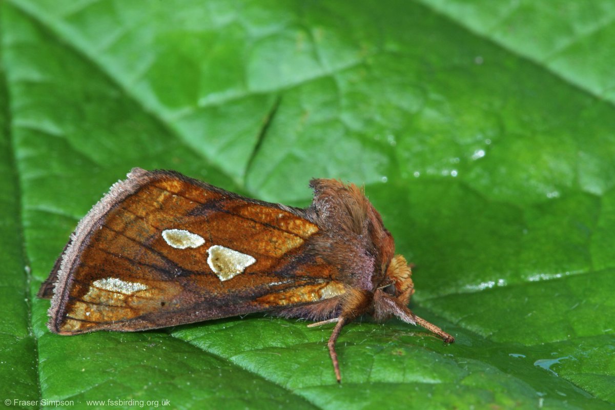 fssbirding's tweet image. Just some of the moth mega-fauna from @FSCBlencathra in the Lake District, VC 70 Cumberland, on #biol0007 last week #FieldCourseFortnight (1/2)