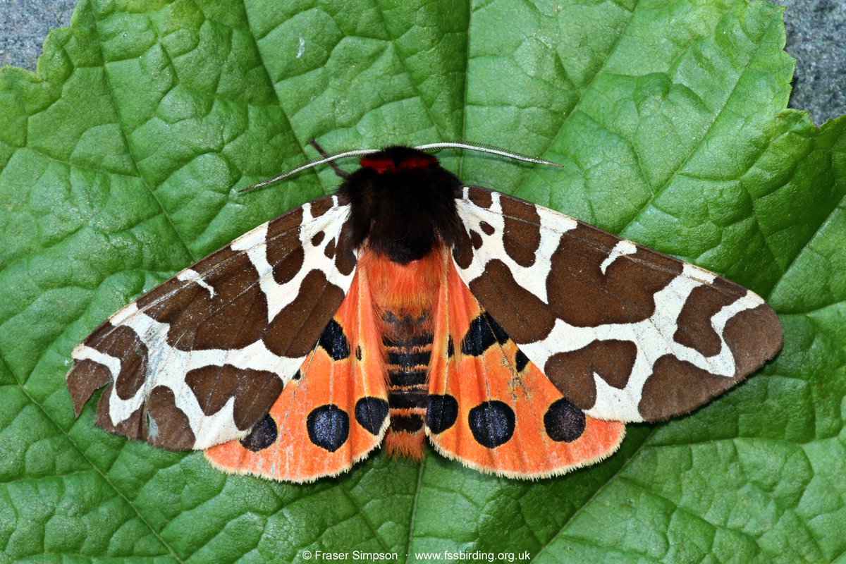 fssbirding's tweet image. Just some of the moth mega-fauna from @FSCBlencathra in the Lake District, VC 70 Cumberland on #biol0007 last week #FieldCourseFortnight (2/2)
