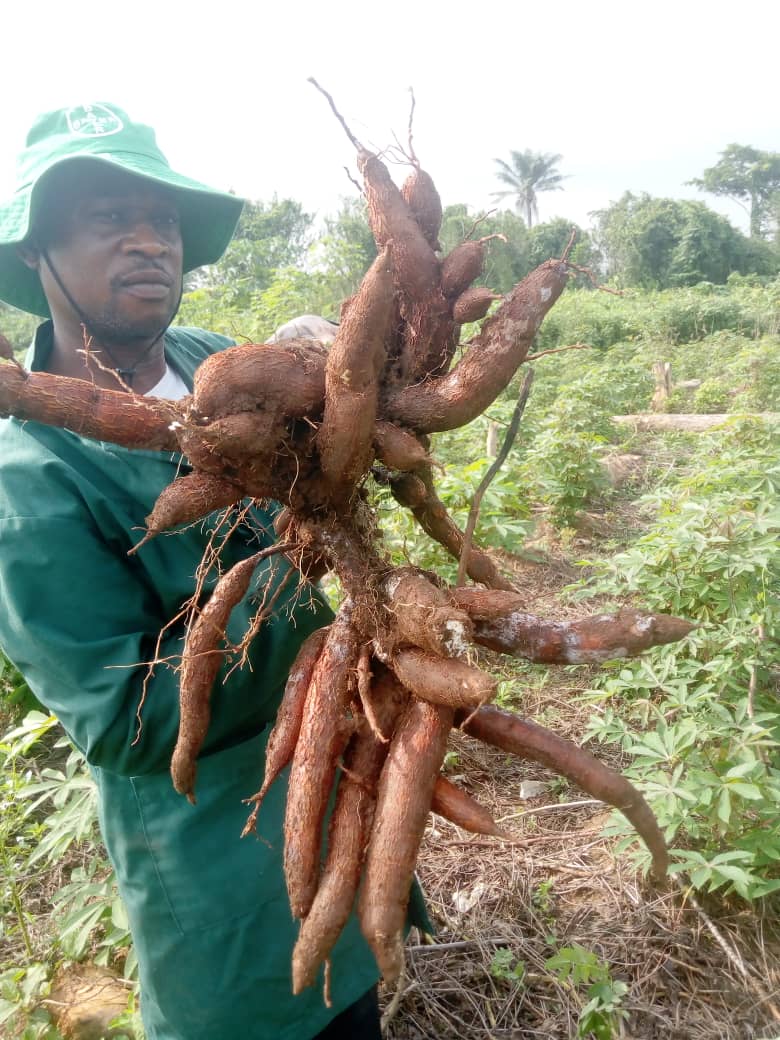 IITA GoSeed tweet media