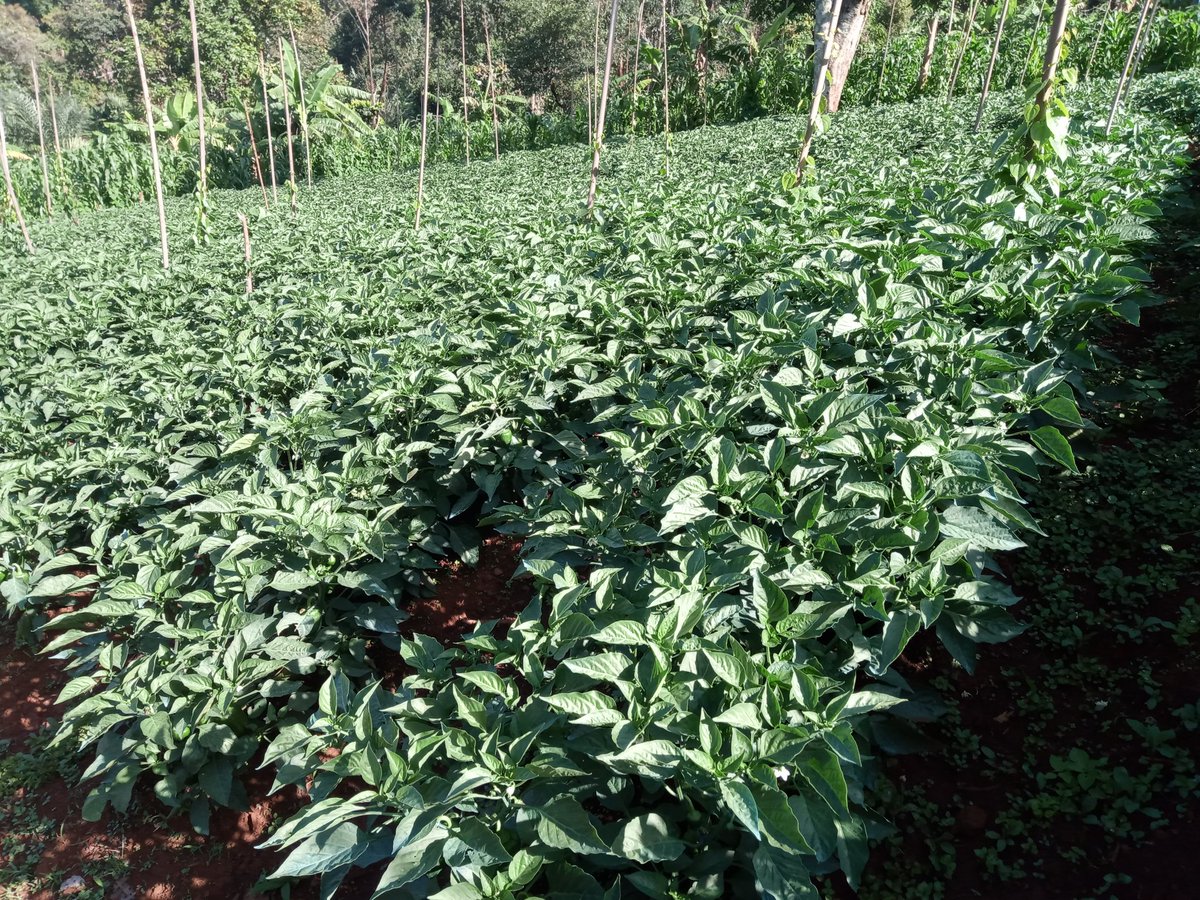 TheFarmer25B's tweet photo. Do you know consuming bell peppers can help improve eye health? Sustainable crop production is definitely a way out, health wise, financially etc.
The F1 Coronado variety from #technisem is wonderful .
#FruitsAndVegetables
#FoodSystems https://t.co/WssCtIJo5m