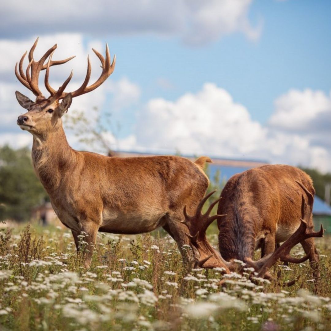 BelalLibrary's tweet image. Зоологическая коллекция и генетический банк дикой фауны НПЦ по биоресурсам объявлены национальным достоянием Беларуси.
Подробнее: nasb.gov.by/rus/news/12065/