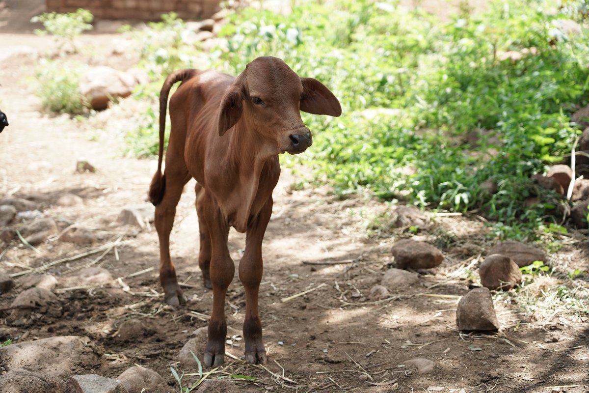 Farmers in Chipinge district have improved their  livestock breeds through an @Irish_Aid supported resilience building program.The 22Tuli bulls,distributed in Dec 2019 through a partnership with @CooperZimbabwe now have 193 calves with better genetics and increased market value.