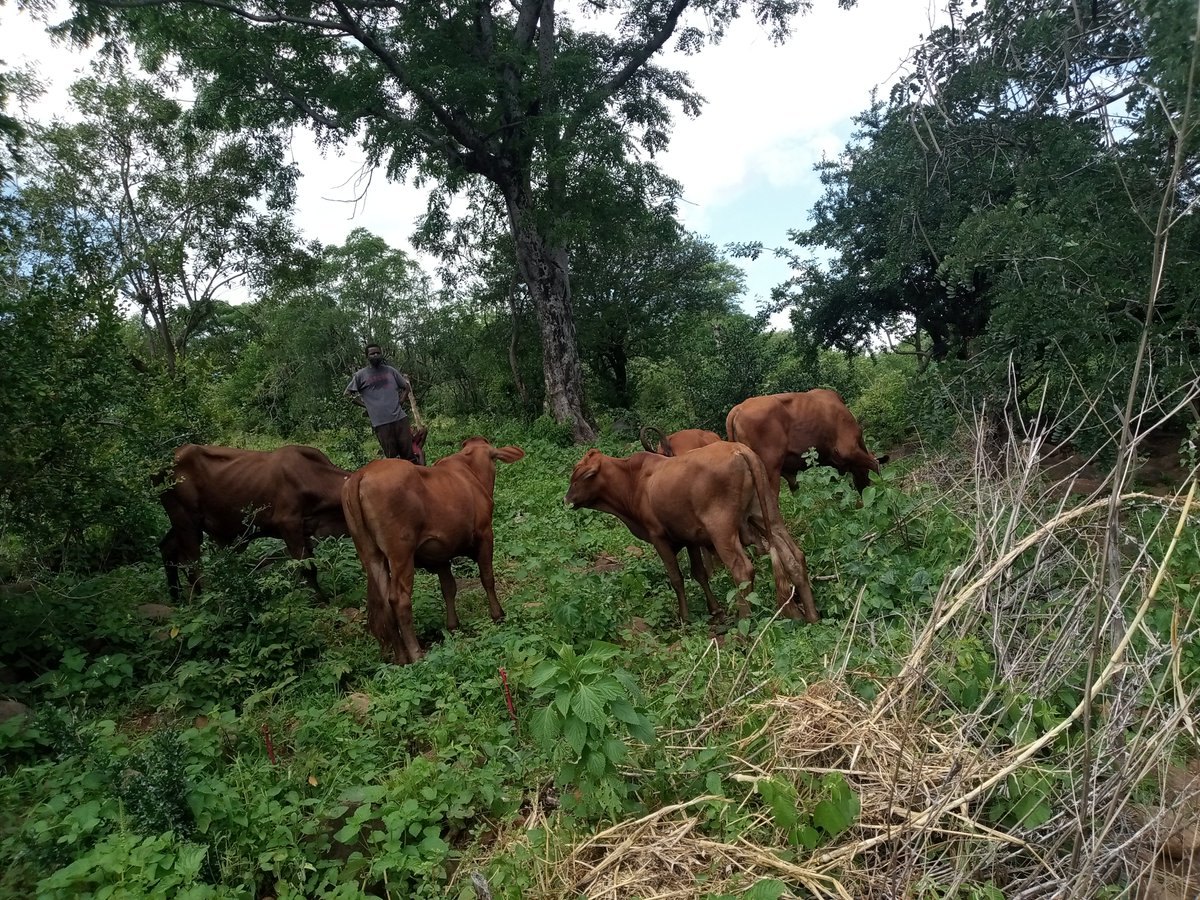 GoalZimbabwe's tweet photo. Farmers in Chipinge district have improved their  livestock breeds through an @Irish_Aid supported resilience building program.The 22Tuli bulls,distributed in Dec 2019 through a partnership with @CooperZimbabwe now have 193 calves with better genetics and increased market value. https://t.co/OKhDDLbAiZ
