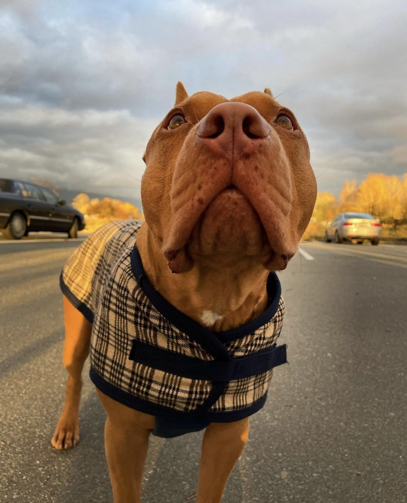 ShedrowK9's tweet photo. Does this coat make my nose look big?!
📸 Rza The Rednose
📍 Colony Farm Regional Park https://t.co/nqT1gktsjp