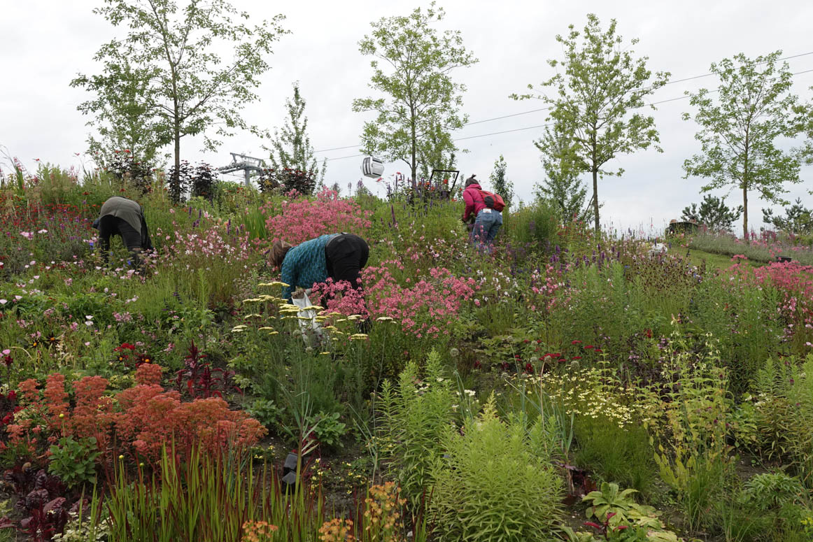 Maandag 27 juni zijn we met onze medewerkers op de Floriade geweest. Onze tuin zag er goed uit. Nog even gewied met z'n allen en wat bijgeplant. Veel mooie tuinen en borders gezien. De Floriade vinden wij echt de moeite waard om te bezoeken.