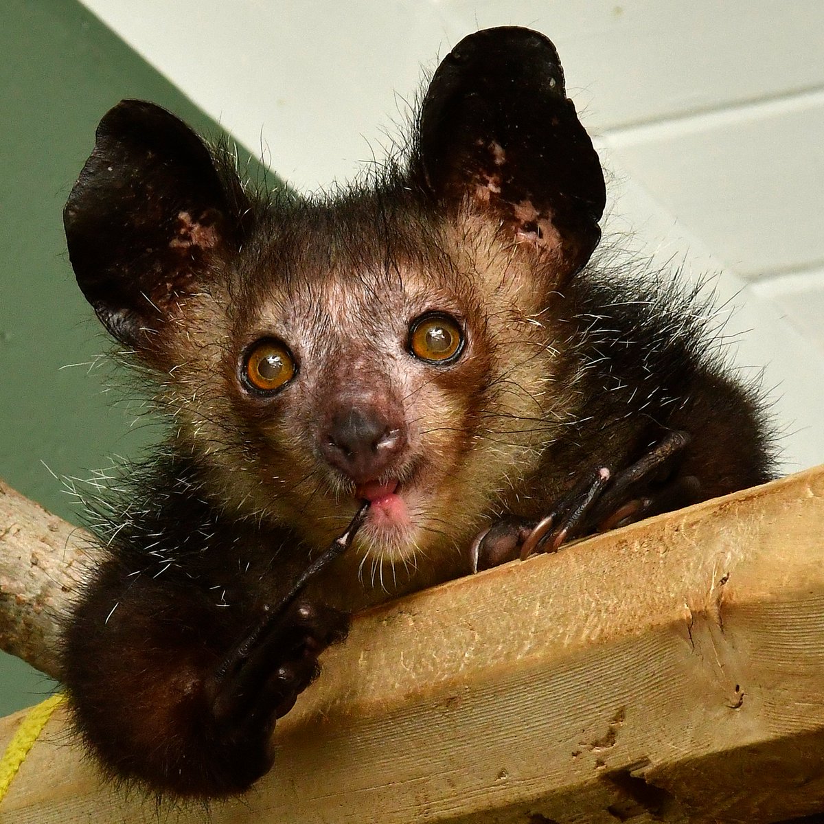 Duke Lemur Center tweet media
