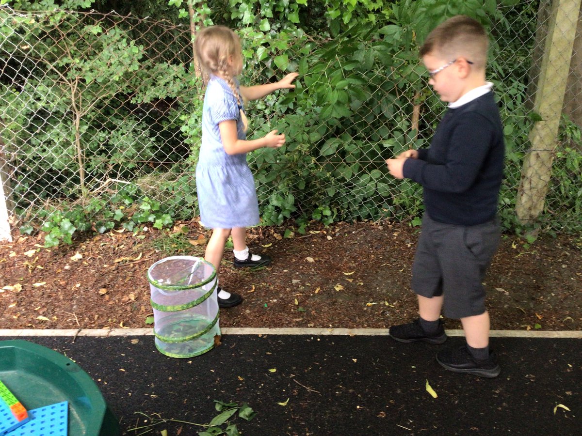 H_E_P_S's tweet image. Cocklemoor learnt about the life cycle of a butterfly this afternoon and applied this to their own class caterpillars. They realised they may be ready to become butterflies soon so set to work preparing a suitable habitat. #hepscience