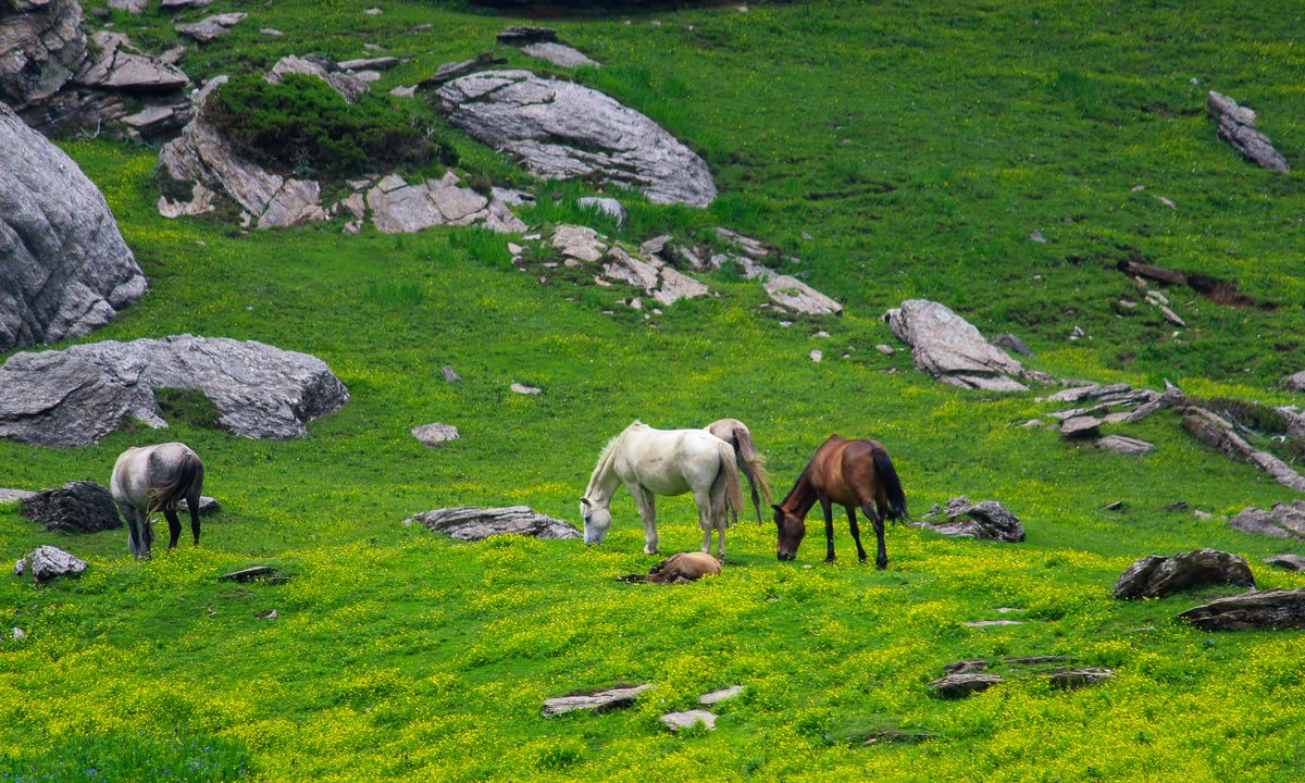 Musafir_Naresh's tweet photo. Heaven is under our feet as well as over our heads
Location - Beuty of Chanshal valley (HP AND UK BORDER)
Clicked with - Canon 700D
.
.
.
#HimachalPradesh #chanshal #adventures #nature #NaturePhotography #HimachalDiaries #like4like https://t.co/VoG6H9BrRC