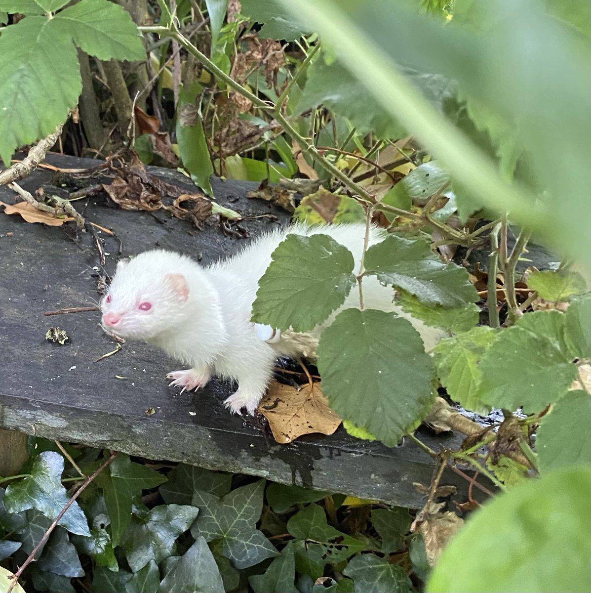 AlexBoletus's tweet photo. Gwenda the #Ferret 's #30DaysWild - Day 26: it has been raining all day, so it’s better to hide under some leaves https://t.co/Yx1bzliwl9