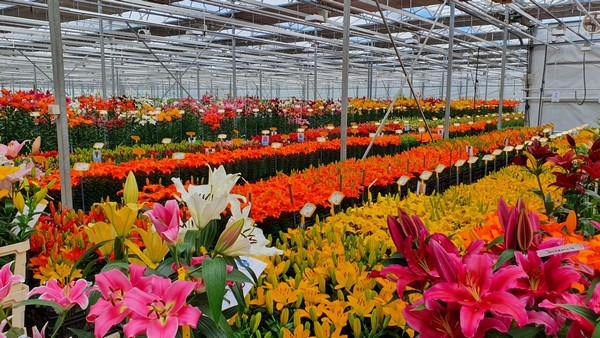 Touchstone wins first place in Lily League 2022 <a href="/OningsHolland/">Onings Holland Flowerbulbs</a>
floraldaily.com/article/943999…
