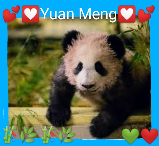 molinet_josiane's tweet photo. ~🤩Watch our cute YUAN MENG 🐼 💖 at the age of 1 year🕯! 😍  Isn't he adorable with his little curly hairs !? 🥰🥰😘🐼🧡💙💛~
#Pandas🐼❤️ #PandaDay🐼💛 #AnimalLovers🐼💙 #pandacute🐼😍 #Pandastory🐼💕 #babypanda 🐼🤗 #PandaTwitter🐼💚 https://t.co/8kO4y1HOrK
