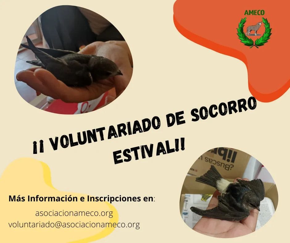 ¡Hola birders!

Este verano en <a href="/AmecoAsociacion/">AMECO Asociación</a> estamos llevando a cabo un voluntariado consistente en salvar a las aves que caen de sus nidos. 

¿Te animas a salvarlos?