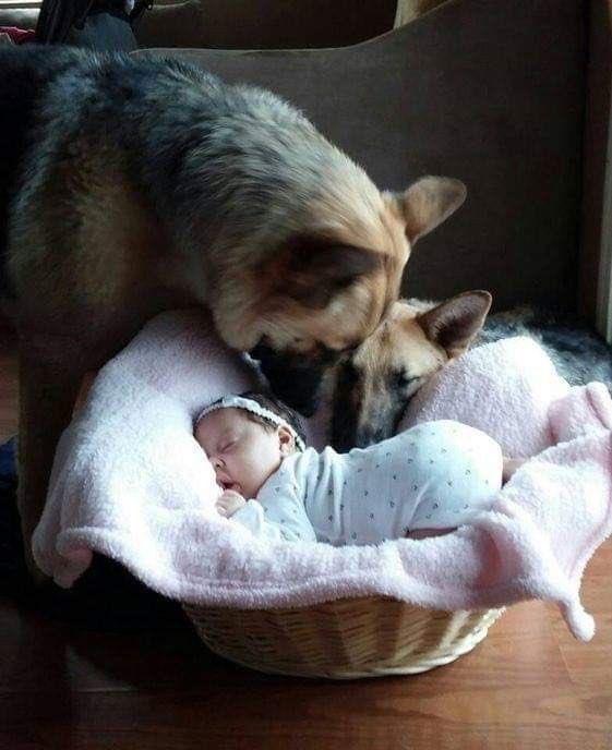 MrMuskt8lg's tweet photo. Beautiful…caring and loving.
#AnimalsProtection #love #care https://t.co/q6XUkKj7DI