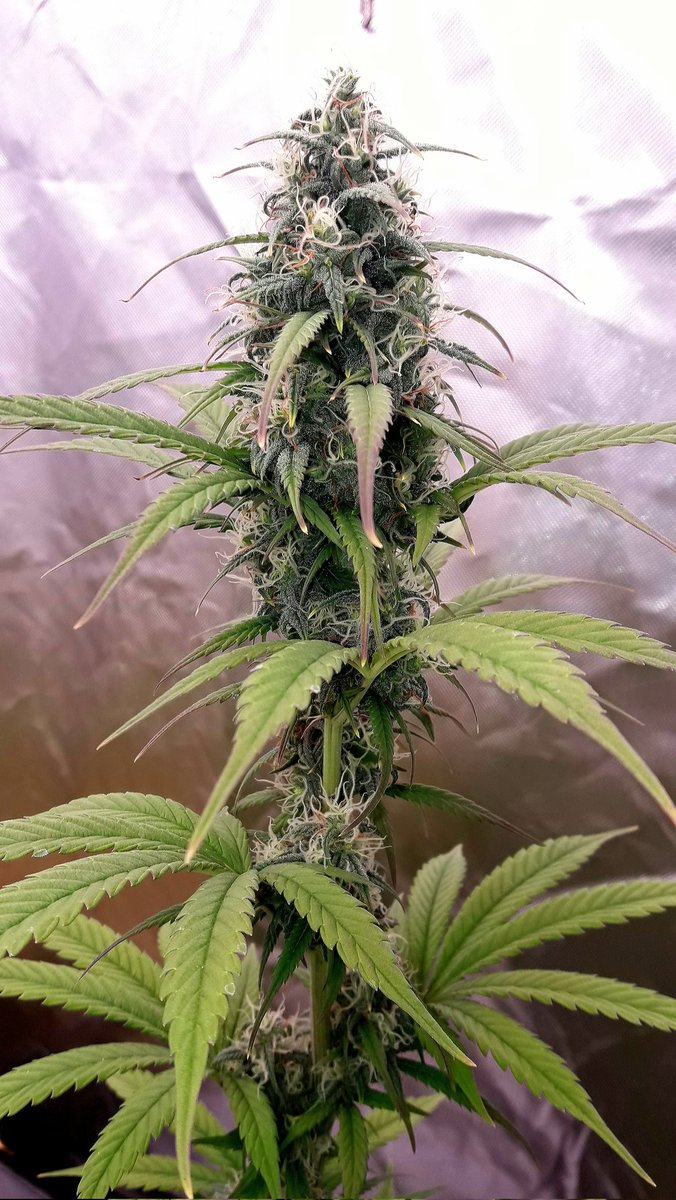 HempCropEs's tweet photo. #THVC @Kannabia_Samen por nuestra Muy Querida Dire @INMAQ16 en #Sust #CocosAllMix y #Fertilizadas con su #GamaOrgánica de @ProXL_Spain, en #PureTent bajo #ThePureLed480Pro @ThePureFactory_ by @DPlantasur.
Se nota la mano que tiene. https://t.co/aGzhAdKmZe