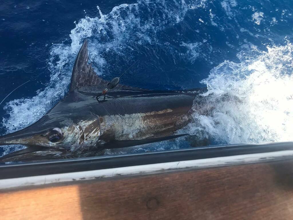 project_dynamar's tweet image. Check out this tagged blue marlin! These tags collect temperature, location, depth and time…which can help us determine their behavior. We’re working to see if the illumination levels impact blue marlin diving behavior💙☀️🌊 instagr.am/p/CfW3bXCp5A4/