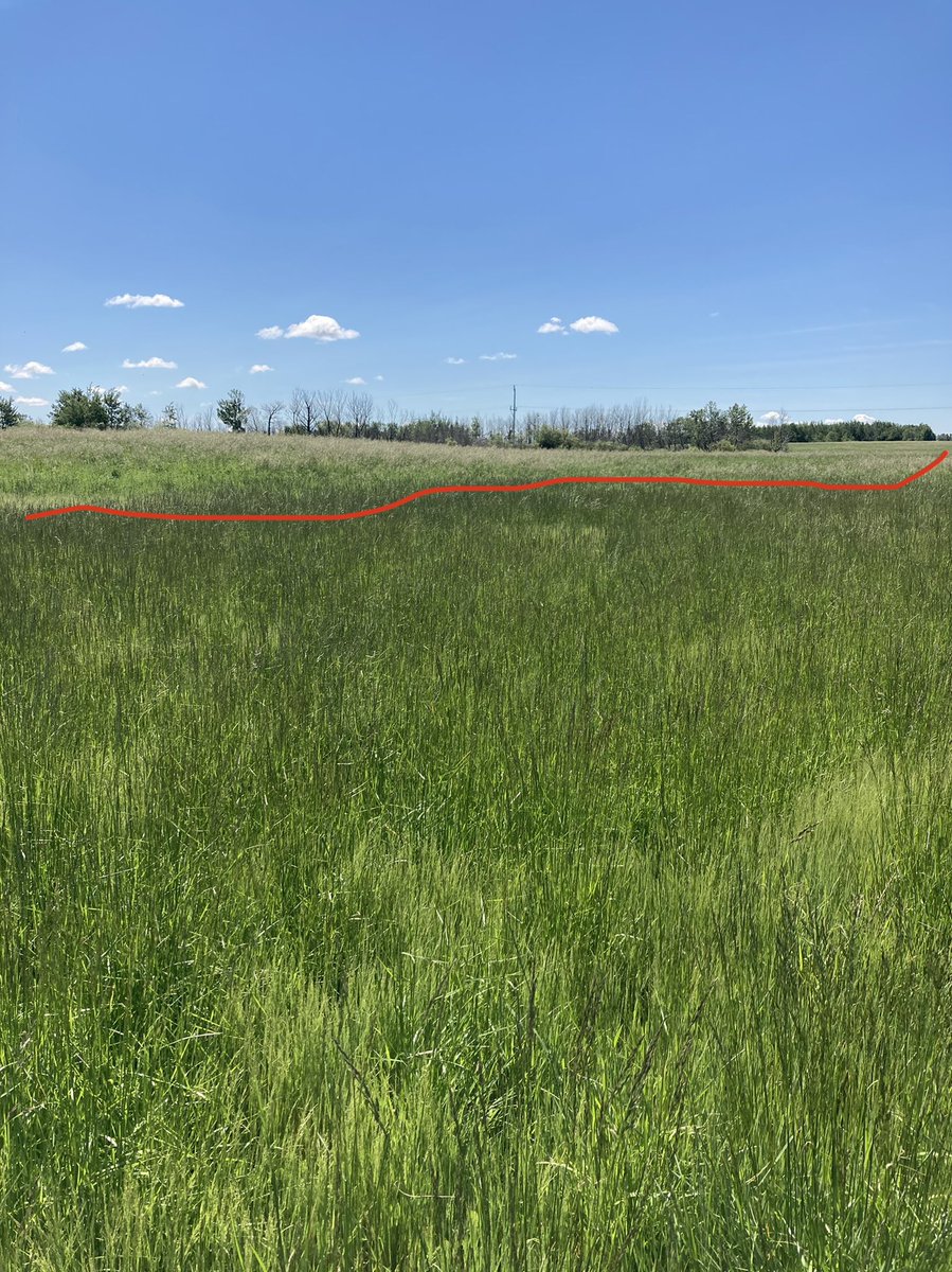 Quite happy with slender wheatgrass in this alfalfa grass blend. Really showing up in the lowland. Meadow brome and fescue start showing up on the high ground (above the line). It’s not going to totally choke out the foxtail but giving it a run for its money.  <a href="/UnionForage/">Union Forage</a>