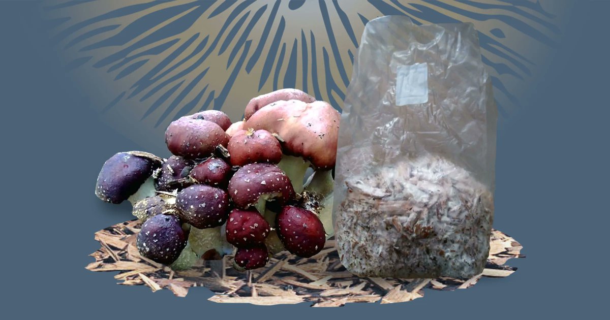 upcycledshrooms's tweet photo. 🍄 Did you know that Wine cap (Stropharia rugosoannulata) mushrooms can increase #soilhealth and provide extra nutrients to your plants? 👩🌾 Named one of the easiest mushrooms to grow, #Winecaps are perfect for beginner growers!
✨Get your spawn here: https://t.co/xfzpWOSy7X https://t.co/kSaJAn9bMS