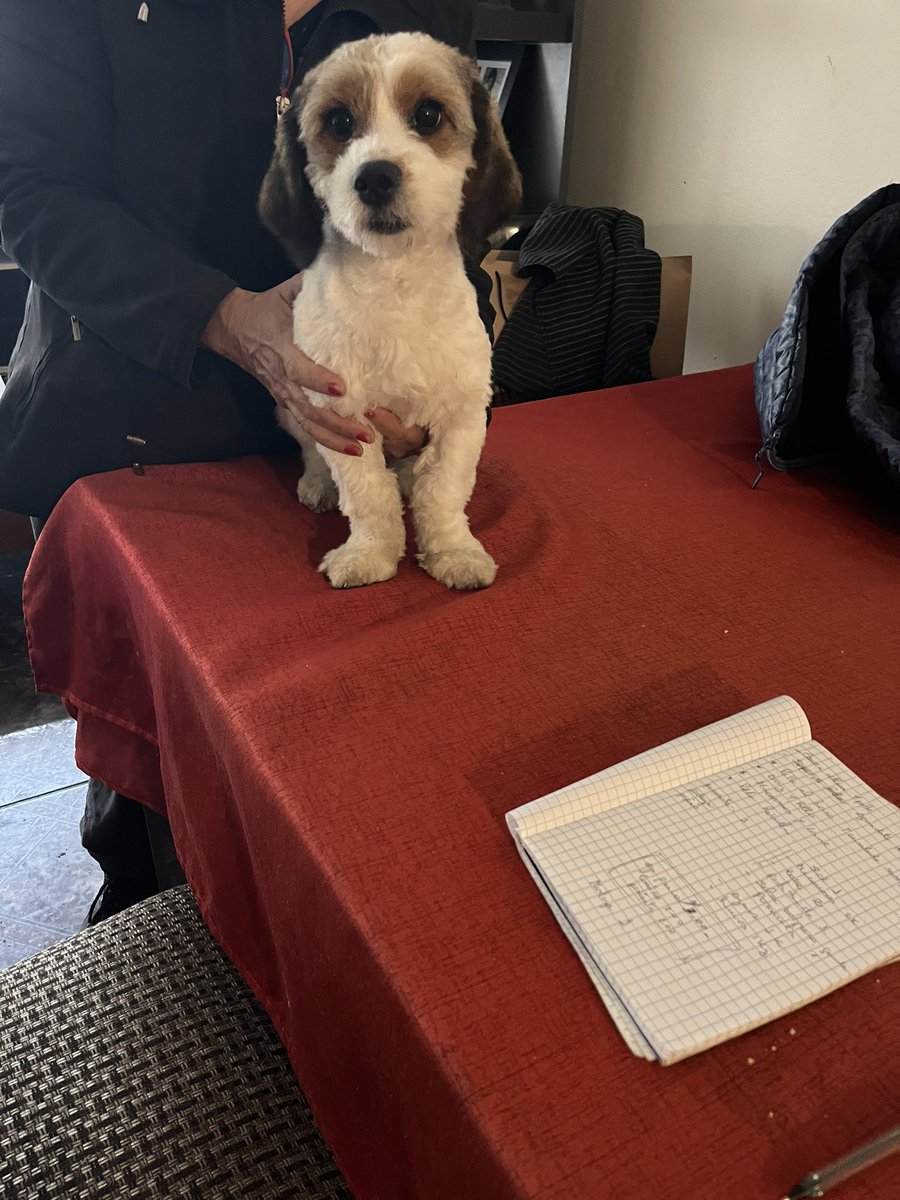 kathmarin97's tweet photo. Por favor ayuda. Mi mamá salió (Lince), y una perrita se metió a mi edificio, está súper cuidada y huele bien, por lo que probablemente tenga dueño. Ayúdenme con un RT, hasta que aparezca, no la podíamos dejar afuera porque es cachorra y la pueden atropellar o algo https://t.co/2Rwav8gu7A