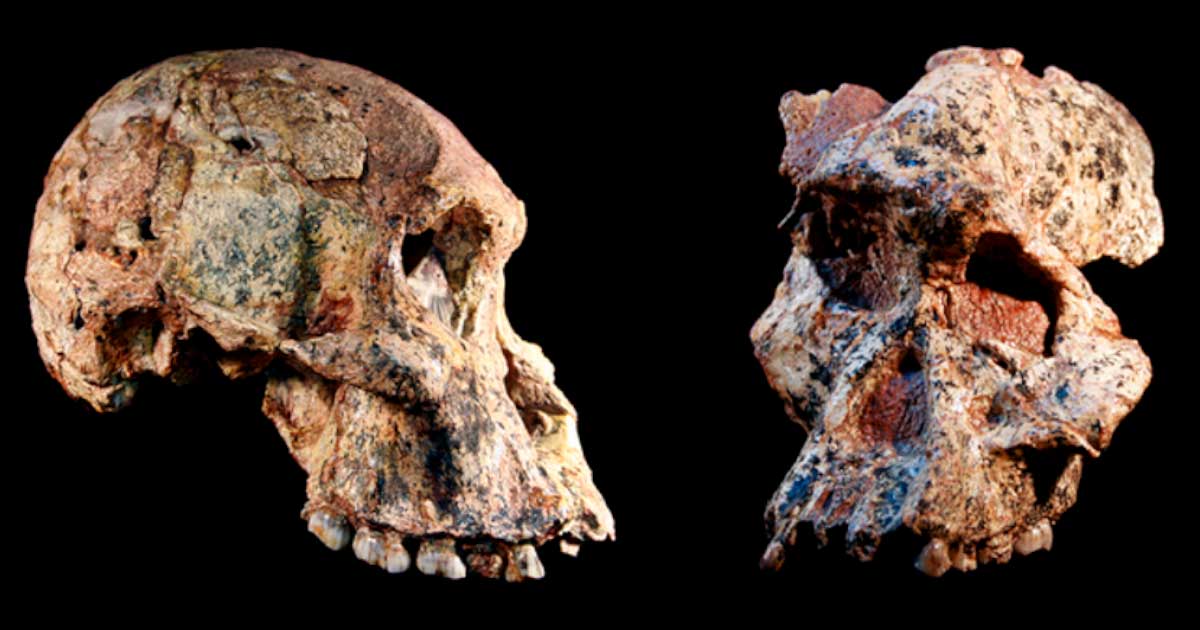 ancientorigins's tweet photo. Hominin #fossils from the “Cradle Of Humankind” in South #Africa have been redated using new methods which date them to 1 million years older than thought, potentially changing the time and place of #human #ancestry. https://t.co/JEd547Zkid https://t.co/9c0GesP1RC