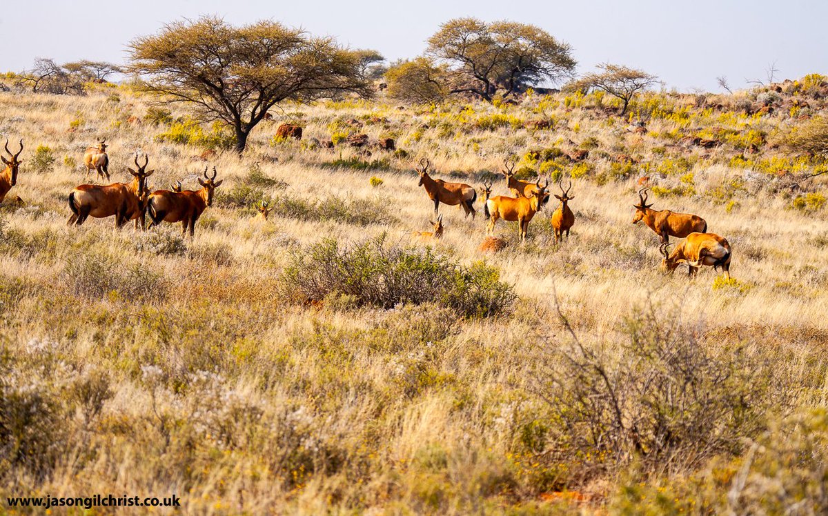@TetZoo @africageo @WildlifeMag @NorthernCapeSA @southafricauk @SouthAfrica Red Hartebeest, Alcelaphus buselaphus, herd, Northern Cape, South Africa, inc 3 subadult with short horns (not yet recurved).
👀: @TetZoo Hartebeest Blog @ tetzoo.com/blog/2022/6/28…
#hartebeest #Alcelaphusbuselaphus #antelope #Artiodactyla #Africa #NorthernCape #SouthAfrica #TetZoo