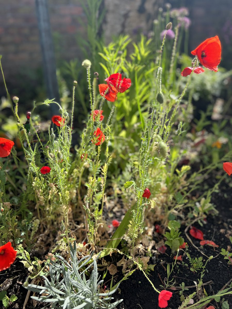 Leigh CE Primary School (@leighceprimary) on Twitter photo Well done to all the children in our gardening club. Our wildlife garden is really springing to life thanks to all their hard work. Well done children, it looks wonderful, and I must say it’s a pleasure working with you each week! Mrs Oxborough x <a href="/TheWingsCE/">The Wings' CE Trust</a> Well done to all the children in our gardening club. Our wildlife garden is really springing to life thanks to all their hard work. Well done children, it looks wonderful, and I must say it’s a pleasure working with you each week! Mrs Oxborough x <a href="/TheWingsCE/">The Wings' CE Trust</a>