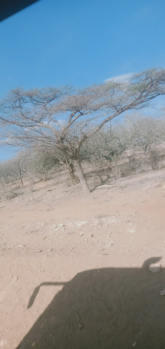 Madina H Gollo. (@madina31hassan) on Twitter photo It's my wish to plant 3000 trees when I'll leave this work station(Gafarsa) but the challenges too much......join me in making my dream come true.<a href="/IsioloCountyGov/">Isiolo County Govt</a> @kenyaforest,<a href="/UNEP/">UN Environment Programme</a>,<a href="/UNFCCC/">UN Climate Change</a> <a href="/theGCF/">Green Climate Fund</a> It's my wish to plant 3000 trees when I'll leave this work station(Gafarsa) but the challenges too much......join me in making my dream come true.<a href="/IsioloCountyGov/">Isiolo County Govt</a> @kenyaforest,<a href="/UNEP/">UN Environment Programme</a>,<a href="/UNFCCC/">UN Climate Change</a> <a href="/theGCF/">Green Climate Fund</a>