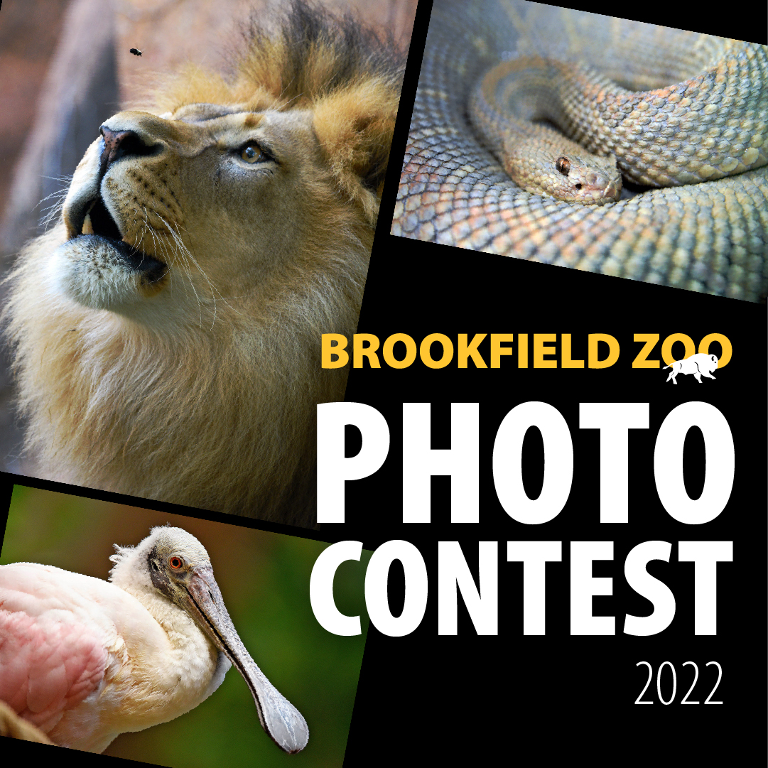 Brookfield Zoo on Twitter "The Brookfield Zoo Photo Contest is back