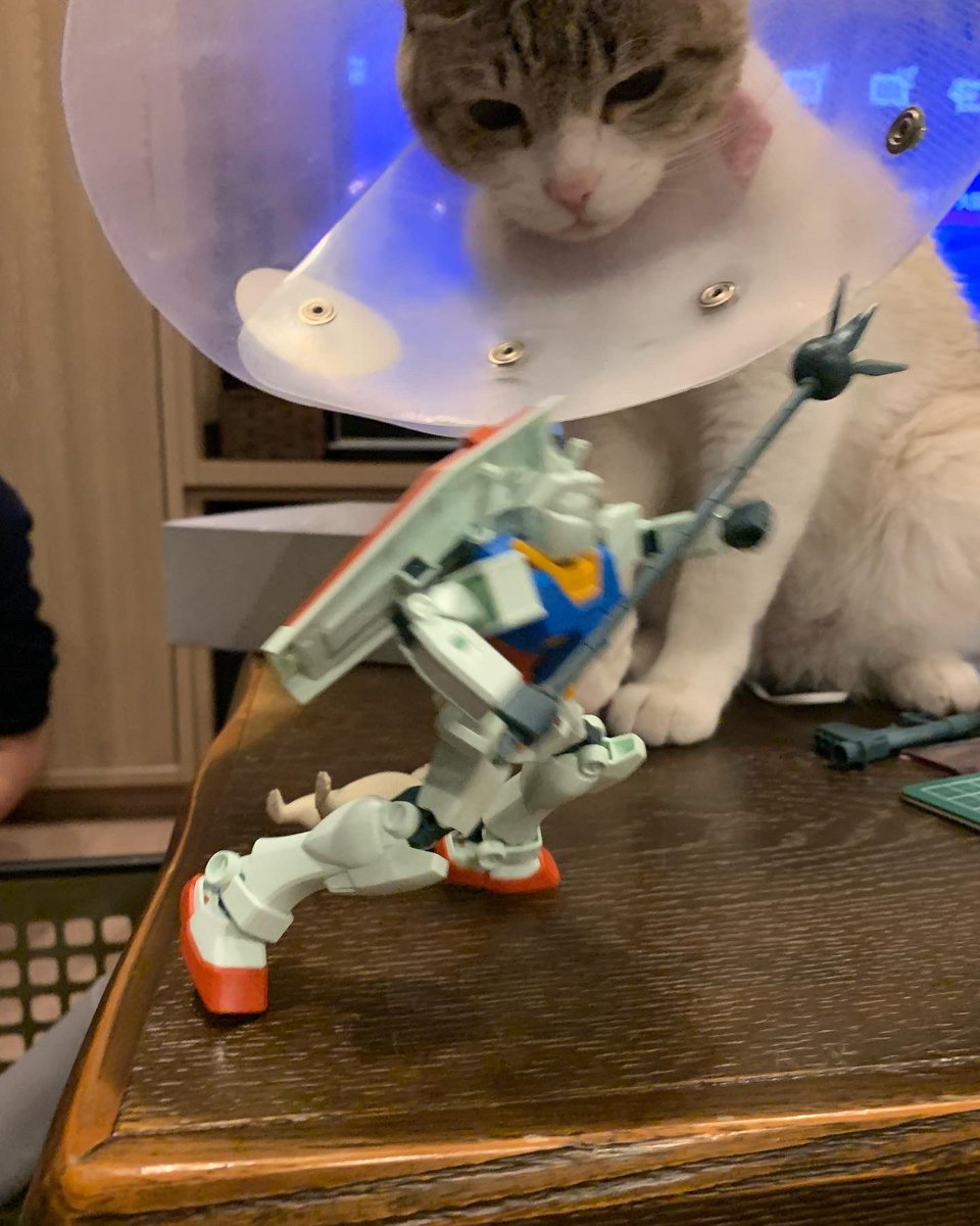 ガンダム大地に墜つ。
カメラの目にも止まらん猫パンチ笑