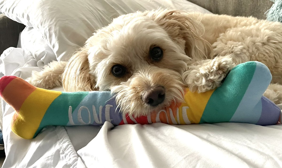 NellSchreck's tweet photo. @ElijahCone Ba da bup pup pup bop pup….GAY NEWS https://t.co/Mbm000dWyL