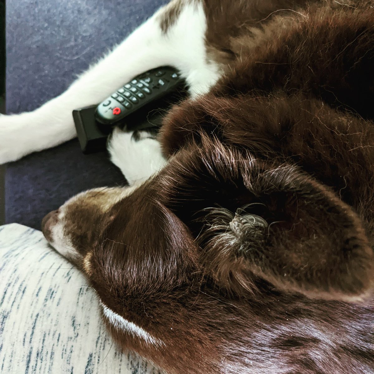 krisninalynn's tweet photo. @ElijahCone Nico is in control of the remote in this house https://t.co/XbGYvgqCPu