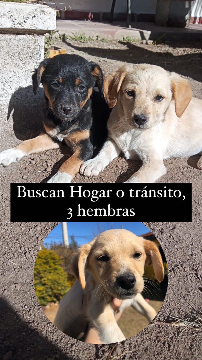 Las abandonaron al frente de mi casa. Difundir por favor