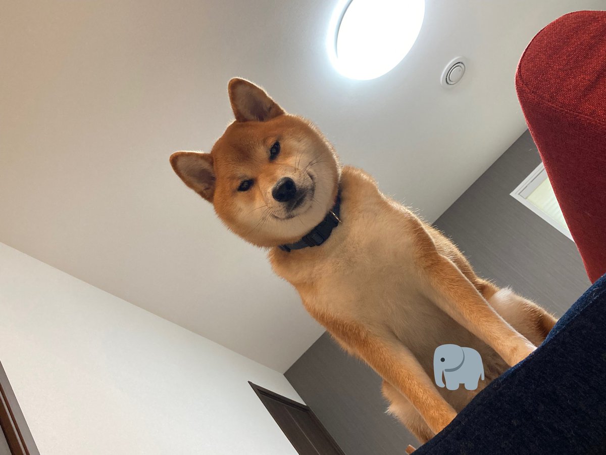 marukikumaru's tweet photo. 凛々しい顔してるけど…
きくまるJr.が丸見えっ🙄
#柴犬きくまる #柴犬きくまるの日常
#柴犬 #しばいぬ #柴犬のいる暮らし #柴犬大好き #イケメン犬 #おもしろ犬 #イケ柴 #イケワン #溶け柴 #ドッグラン #かえるちゃん #毛玉 #デブ柴 #岐阜県
#dog #doglove #lifeisdogs #shiba #shibainu #doggy https://t.co/2aDhI98Sor
