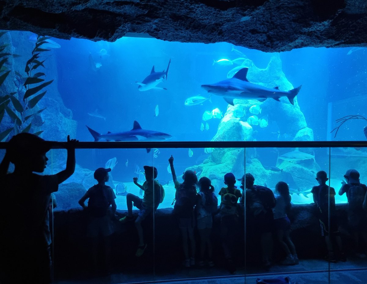 On observe les requins....