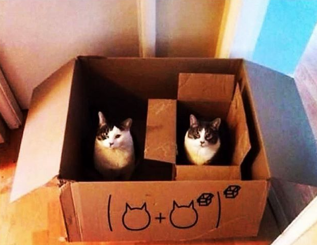 DontShowYourCat's tweet photo. a complex equation https://t.co/cheo6KA0o9