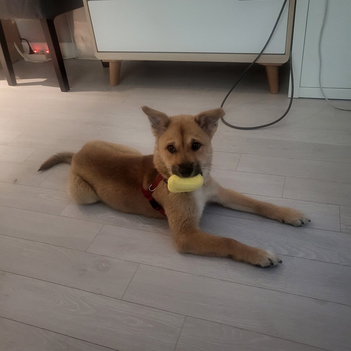 임시보호 중인 당고(짱아) 입양처 구합니다🐶
짖음도 거의 없고 사고도 안치는 너무 착한 아이 입니다.

여아/2022년생/4kg

입양문의 instagram <a href="/hanam_shelter/">하남시 보호소 입양홍보</a>

#임시보호 #강아지입양 #보호소 #포인핸드 #유기견 #아기강아지 #강아지