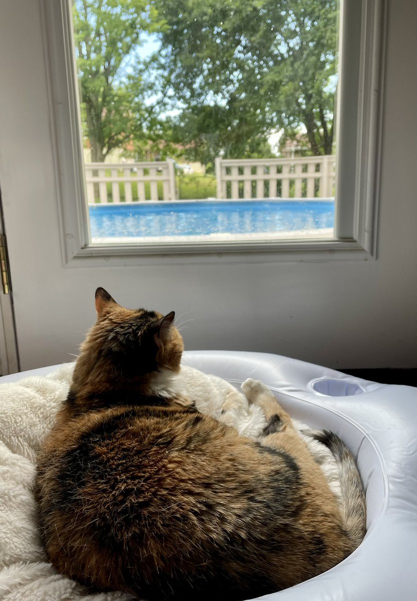TinkerHell1020's tweet photo. The princess enjoying the new view.
#DrinkWithTonk #TizaContent #GooberCat https://t.co/G7LNF1clrV