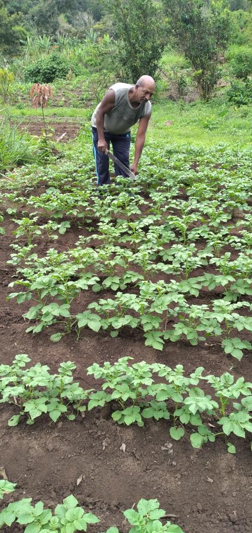 Mañana miércoles 29, estaremos en Curimagua, Municipio Petit, compartiendo con "GENTE DEL CAMPO" experiencias de la Papa en Falcón como cultivo alternativo y emergente. <a href="/Gabrielasjr/">Gabriela Jiménez</a> <a href="/Mincyt_VE/">Ministerio del P. P para Ciencia y Tecnología</a> <a href="/codecyt/">CODECYT, S.A</a> <a href="/fduran_ve/">Francisco Durán</a> <a href="/SalvadorLugoC/">Salvador Lugo</a> <a href="/NoticiasFalcon/">Noticias Falcón</a> <a href="/prensaunefm/">Prensa Unefm</a> <a href="/unefmAlDia/">UNEFM al Día</a>