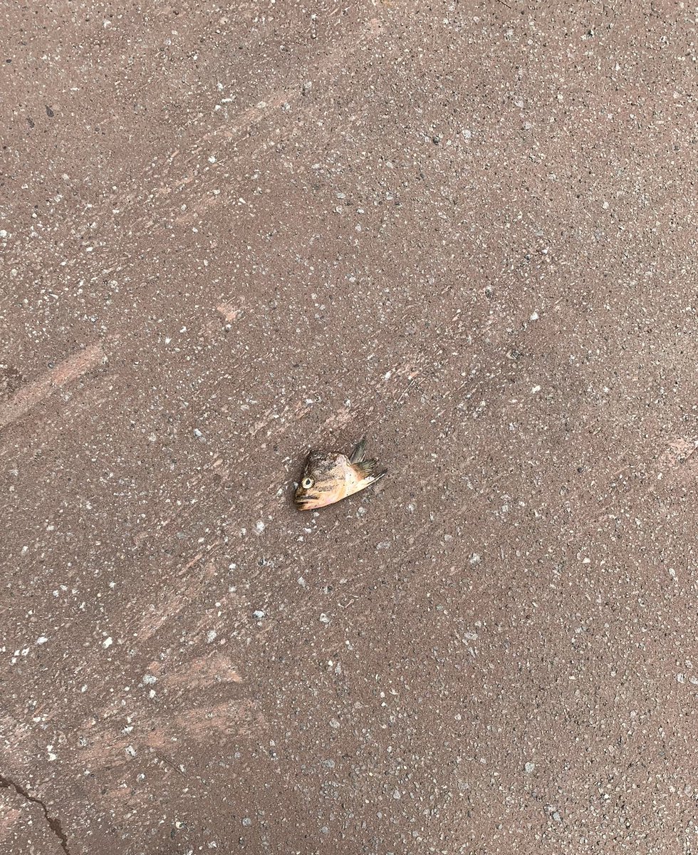 北海道ではよくお魚の頭が落ちています🐟ナムナム🙏