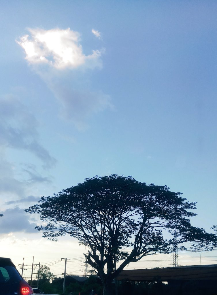 C_sharpmeow's tweet image. ⛅🌲