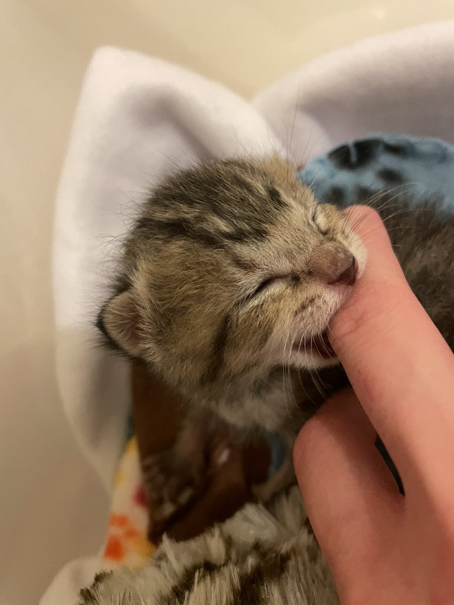 feederofcats's tweet photo. vicious attack caught on camera. victim in critical condition https://t.co/MrKrlYGv89