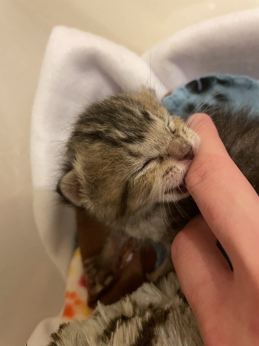 vicious attack caught on camera. victim in critical condition