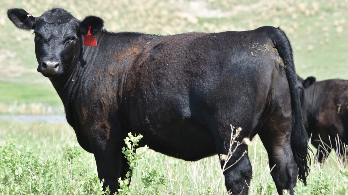 beef_educator's tweet photo. With this year's precipitation and high $$, it's not too early to start planning your future feeding and management strategies.
Access the Feed Cost CowQLator, Cow-Calf Budgets and other livestock decision tools at https://t.co/cc4QSVbYSx
#unlbeef #unl_cap https://t.co/W9isRxGawp