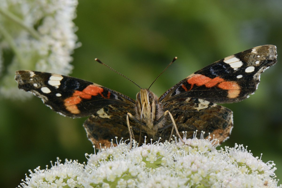 Join us for a guided butterfly walk this Thursday, with butterfly enthusiast and volunteer ranger, Deran. Thursday 30 June, 14:00-15:30. Cost: £3 To book, call: 01568 780246 nationaltrust.org.uk/events/d66cfb7… #nature #butterfly #castle #heritage #butterflies