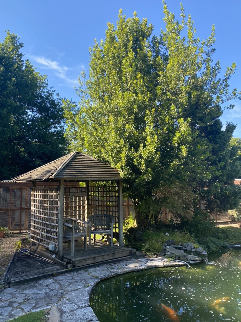 We would love to be able to use only locally sourced UK botanicals in our London Dry Gin recipe. Unfortunately this not possible. But we do use three fresh hand picked ones, including Bay leaves from our magnificent Bay tree. #gin