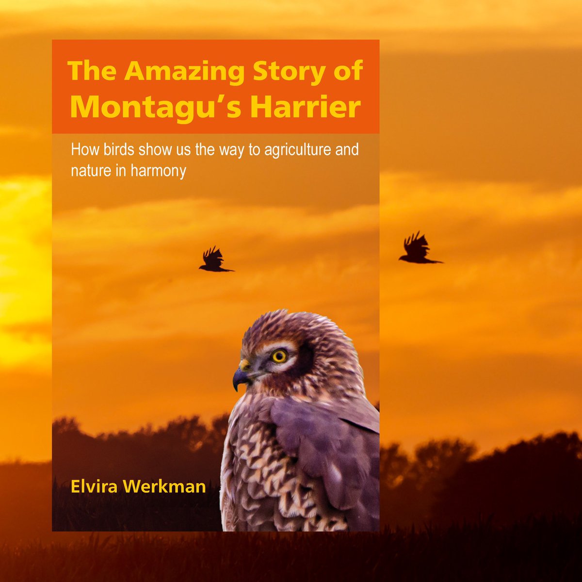 elvirawerkman's tweet image. “Anyone wondering what intensive agriculture means for birds, […] or how to engage with farmers to bring fields back to life, would learn a lot from this book.” 
📚Review @devilbirder @BirdGuides 🪶

birdguides.com/reviews/the-am…